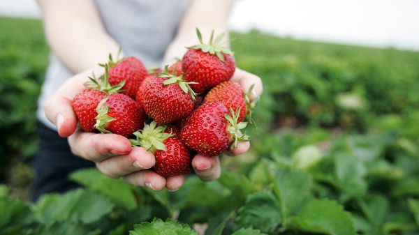 Man sues town council after slipping on berries 